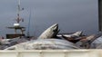 Imagem de Pesca e avicultura registam descida na Madeira