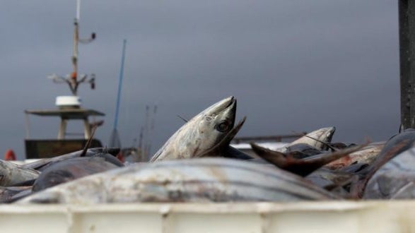 Imagem de Pesca e avicultura registam descida na Madeira