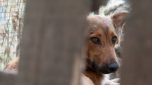 Imagem de Cães envenenados em Gaula