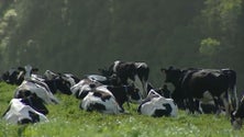 Transição do negócio do leite para a carne não é viável