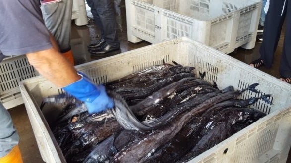 Valor recorde de pescado descarregado na Madeira em 2017