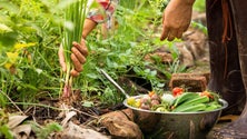 Imagem de Dia da Gastronomia Sustentável assinala-se esta quinta-feira (Vídeo)