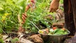 Imagem de Dia da Gastronomia Sustentável assinala-se esta quinta-feira (Vídeo)