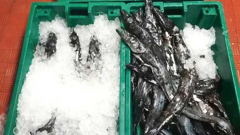 Mais de 100 kg de pescado fresco apreendidos