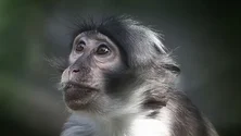 Imagem de Suspeita de caso positivo de Monkeypox na Madeira deu negativo