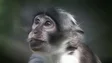 Imagem de Suspeita de caso positivo de Monkeypox na Madeira deu negativo