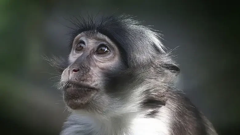 Imagem de Suspeita de caso positivo de Monkeypox na Madeira deu negativo