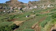 Imagem de Madeira paga 7,5 milhões a agricultores e armadores de pesca