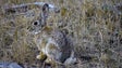 Febre hemorrágica mata coelhos (áudio)