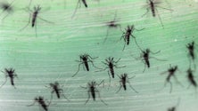 Imagem de Madeira contribui para a melhoria da plataforma europeia de monitorização dos mosquitos