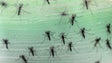 Imagem de Madeira contribui para a melhoria da plataforma europeia de monitorização dos mosquitos