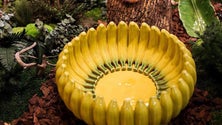 Imagem de Banana da Madeira integra exposição em Milão