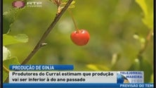 Imagem de Produção de ginja baixa (Vídeo)