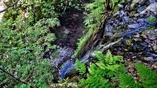 Imagem de Turista sofre queda de 30 metros na Madeira