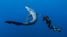 Imagem de AOMA contra a pesca de tubarões nos Açores [Vídeo]