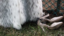 Imagem de Israel é o primeiro país a proibir o comércio de peles de animais para moda