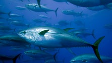 Imagem de Pescadores obrigados a preencher boletim electrónico para venda de atum rabilho