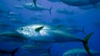Pescadores obrigados a preencher boletim electrónico para venda de atum rabilho