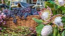 Imagem de Madeira quer evitar sazonalidade com cartazes turísticos fortes