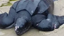 Imagem de Tartaruga-gigante apareceu morta no areal do Porto Santo (Vídeo)