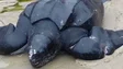 Imagem de Tartaruga-gigante apareceu morta no areal do Porto Santo (Vídeo)