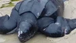 Tartaruga-gigante apareceu morta no areal do Porto Santo (Vídeo)