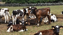 Lavoura de São Miguel só tem água para três semanas (Som)