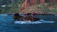 Imagem de Marinha resgata jovem em dificuldades na Calheta