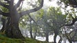 Imagem de Madeira não adapta Plano Nacional de Defesa da Floresta Contra Incêndios