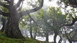 Madeira não adapta Plano Nacional de Defesa da Floresta Contra Incêndios