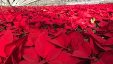 Imagem de Natal: Produtor de flores da Ponta do Sol tem 60 mil manhãs-de-páscoa para vender (Vídeo)