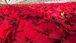 Imagem de Natal: Produtor de flores da Ponta do Sol tem 60 mil manhãs-de-páscoa para vender (Vídeo)