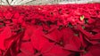 Natal: Produtor de flores da Ponta do Sol tem 60 mil manhãs-de-páscoa para vender (Vídeo)