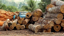 Imagem de Brasil desflorestou área equivalente a mais do que o dobro da Alemanha em 38 anos