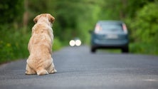 Imagem de Abandono de animais pode ter aumentado com a pandemia (Vídeo)