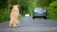 Imagem de Abandono de animais pode ter aumentado com a pandemia (Vídeo)