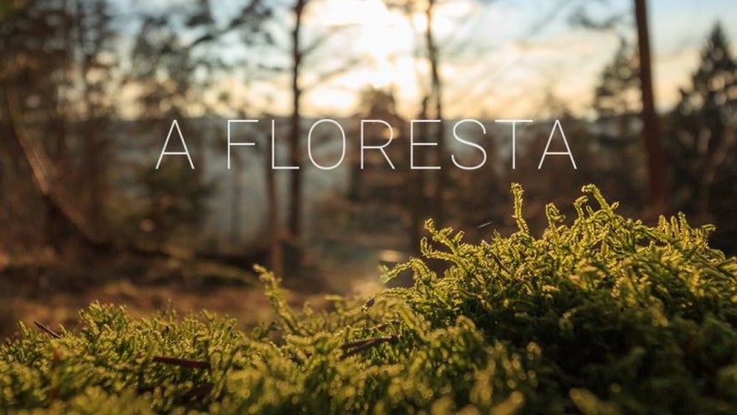 Imagem de Floresta Viva (Em direto)