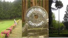 Imagem de Viveiro florestal das Fontinhas, na ilha Terceira, atrai cada vez mais visitantes (Vídeo)