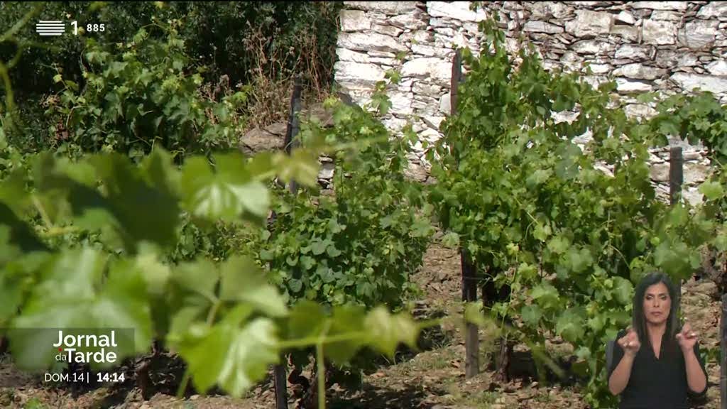 Quintas no Douro registam aumento de 30% no turismo de vinhos