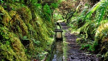 Imagem de A Floresta Laurissilva pode estar ameaçada