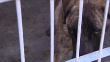 Imagem de Legislativas 2019: PAN defende que seja o Governo da República a apoiar os Municípios na promoção do bem-estar animal [Vídeo]