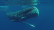 MARE vai liderar projeto para reduzir colisões entre baleias e navios no Atlântico (áudio)