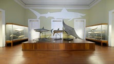Imagem de Museu de História Natural encerrado até ao fim do ano