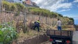 Imagem de Produção de cana sacarina pode estar em causa nos próximos anos (áudio)