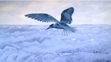 Imagem de Cristina Perneta imortaliza paisagens na nova exposição de pintura (Vídeo)