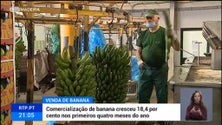 Comercializadas cerca de 5.600 toneladas de banana nos primeiros meses de 2022 (vídeo)