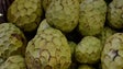 Imagem de Frutas da Madeira já constam do Catálogo Nacional de Variedades
