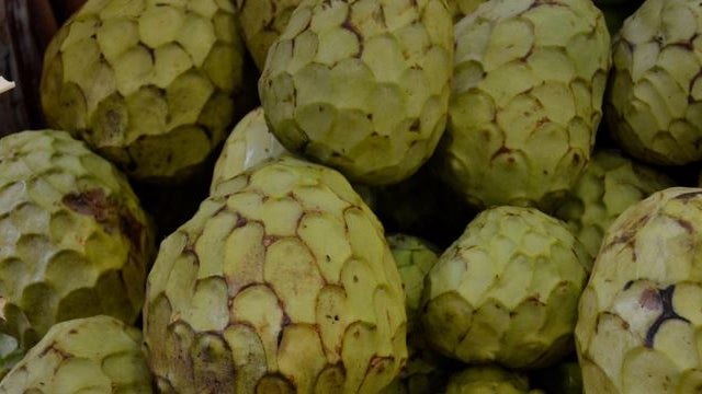 Imagem de Frutas da Madeira já constam do Catálogo Nacional de Variedades
