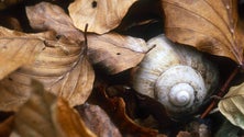 Imagem de Investigadores procuram caracóis (áudio)