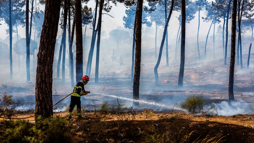 Imagem de Suspeito de atear fogos com isqueiro em Vieira do Minho em prisão preventiva